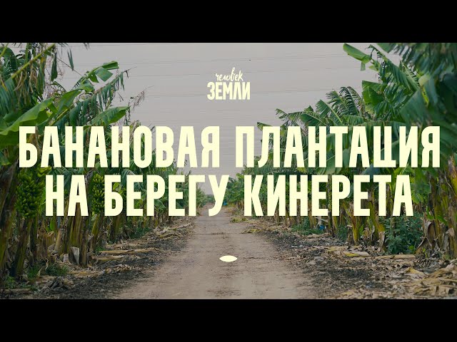 Банановая плантация на берегу Кинерета || Человек земли