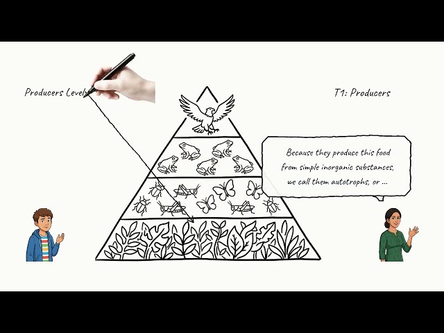 Food Chains, Food Webs and Decomposers | Grade 7–10 Science Explained