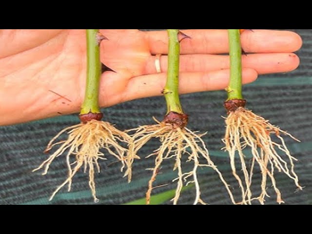 Root Any Branch With 1 Simple Technique  - 100% Success