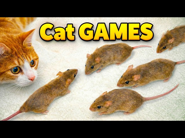 Cat GAMES - REAL RAT/Mouse Video for Cats to Watch - Cat TV