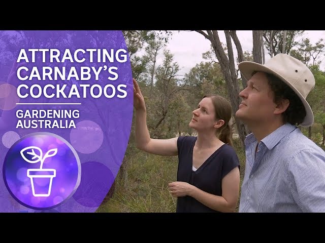 Attracting Carnaby's cockatoos to your garden