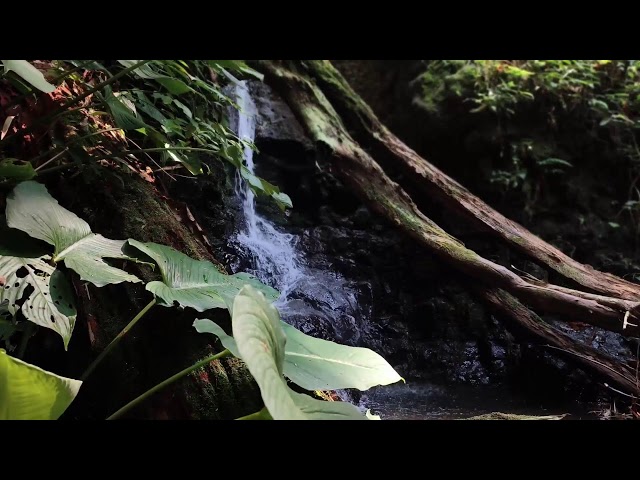 Relaxing Piano Music – Healing Vibes with Water Sounds for Meditation & Rest