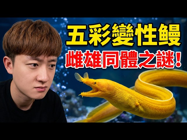 There's a fish that can change both its color and its gender—sometimes male, sometimes female, an...