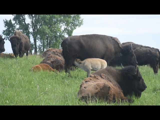 White bison calf at Neal Smith National Wildlife Refuge