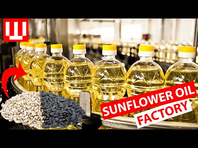 How Sunflower Oil Is Manufacturing In Factory | Amazing Commercial Food Production Process