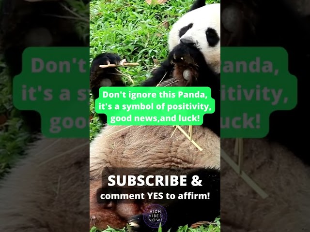 Don't Ignore This Panda, it's a Symbol of Positively, Good News, and Luck #positiveaffirmations