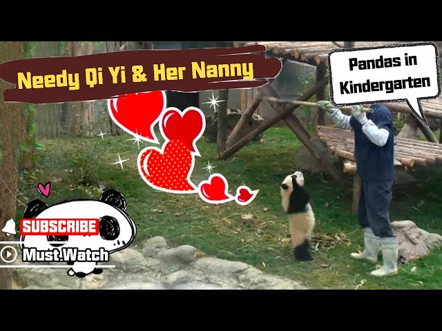 Working Or Me? Needy Qi Yi Strives For Nanny's Favor.