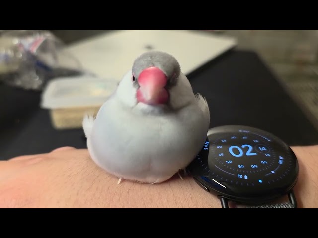 Java finch warming its belly