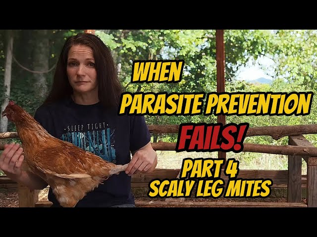 Don't Let PARASITES Destroy Your Flock! [Part 4: Scaly Leg Mites]