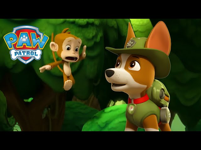 Tracker Helps a Cheeky Monkey! 🐒 - PAW Patrol - Cartoons for Kids