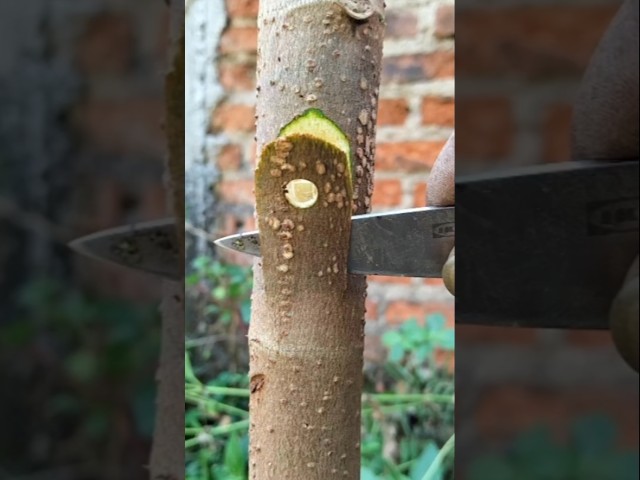 Tips for learning grafting for beginners 🌳🌳👋👋     #gardening #plants #grafting