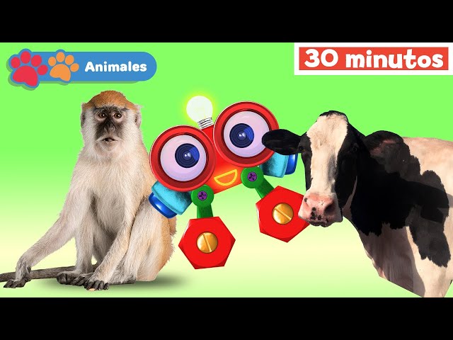 Mis Amigos Animales con Robi | Aprender animales | Sonidos de animales |Mono |Mi Primera Universidad