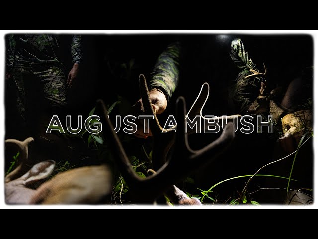 "AUGUST AMBUSH" | South Carolina Velvet Buck!