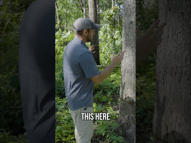 Killing White Oaks for Habitat?! | Is It Worth It?? #deer #deerhunting