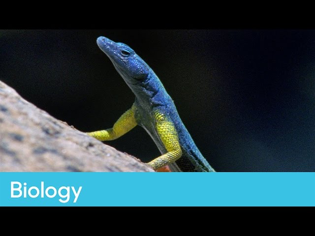 Classification of animals | Biology – Life Lessons