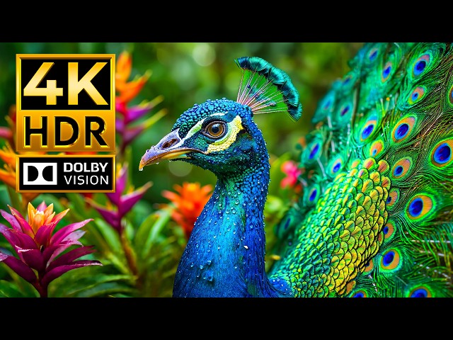 4K 120FPS Wildlife Showcase | Stunning animals in Dolby Vision HDR for 8K & 4K TVs | Cinematic Music