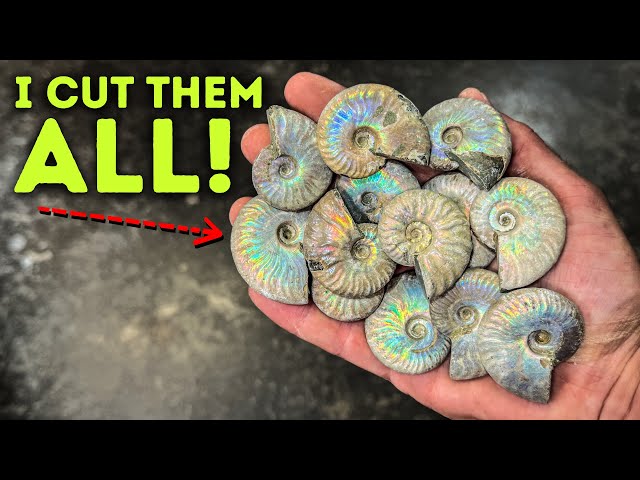 I cut ALL my Iridescent Ammonite Fossils (Jurassic Beauties)