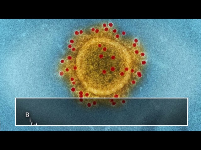 How do viruses spread?