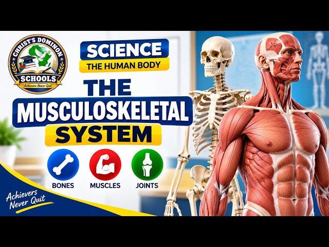 THE MUSCULOSKELETAL SYSTEM | THE HUMAN BODY | SCIENCE LESSON