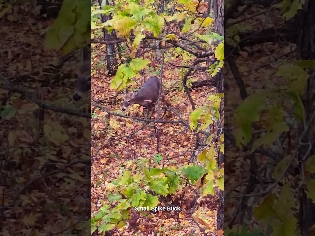 Small Spike Buck