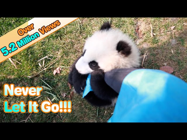 Panda Cub Latches Onto Keeper’s Leg | iPanda