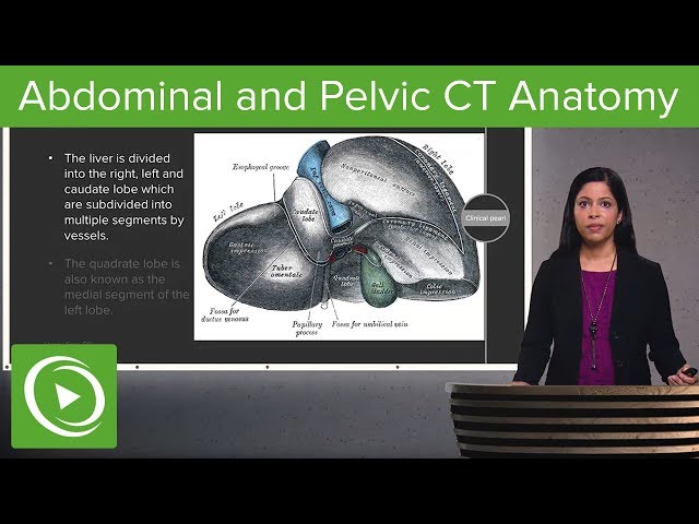 Normal Abdominal & Pelvic CT Anatomy: Algorithm – Radiology | Lecturio