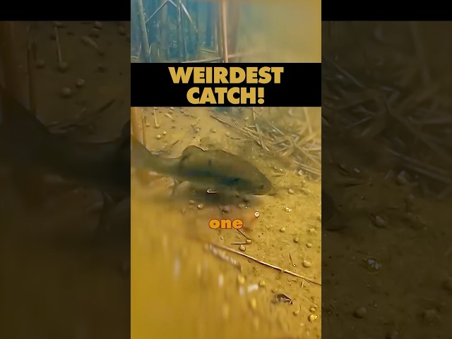 Cap'n Ron's Weirdest Catch! #fishing #fish #storytime