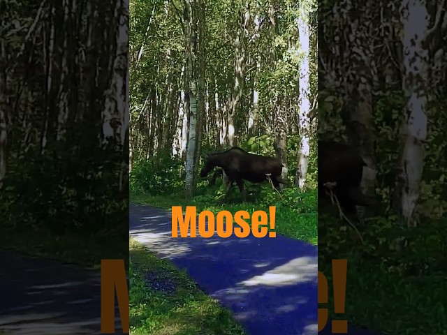 Moose Encounter #nature #adventure #mountains #hiking #backpacking #shorts #hikingadventures