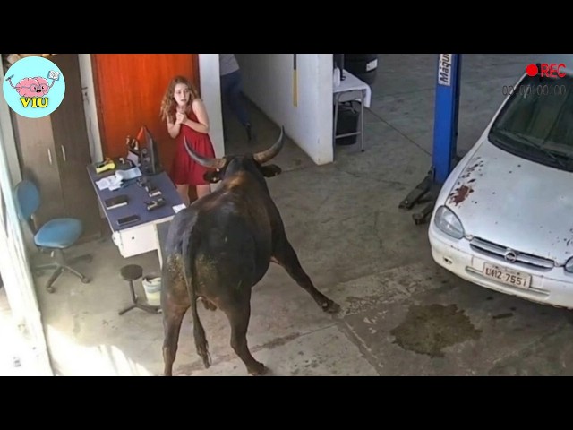 70 MOST TERRIFYING ANIMAL ATTACKS Ever Caught on Camera | Wild Animals Invading People’s Homes.
