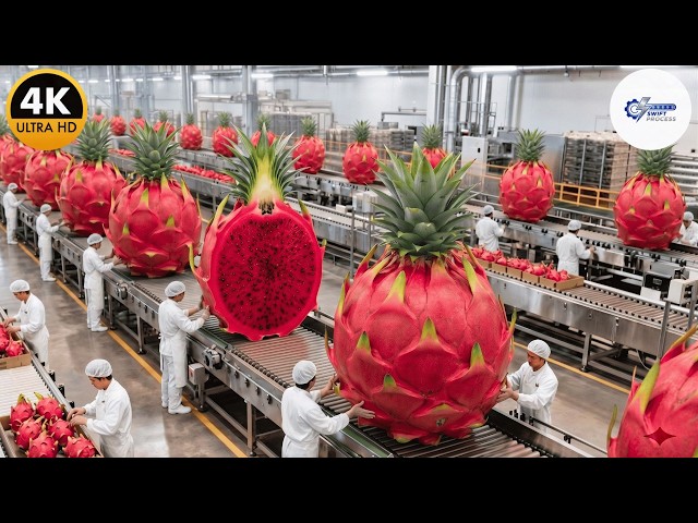 Inside a High-Tech Red Dragon Fruit Factory | Farm to Drink (Full Process)