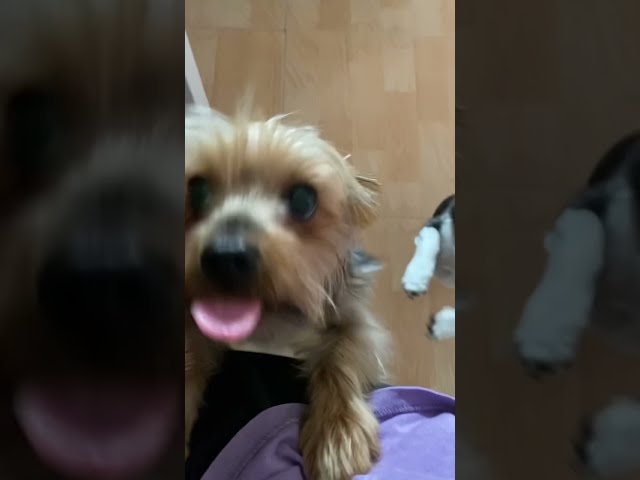 Yorkshire Terrier and Chihuahua Fighting Again 😅 Funny Dogs #Shorts