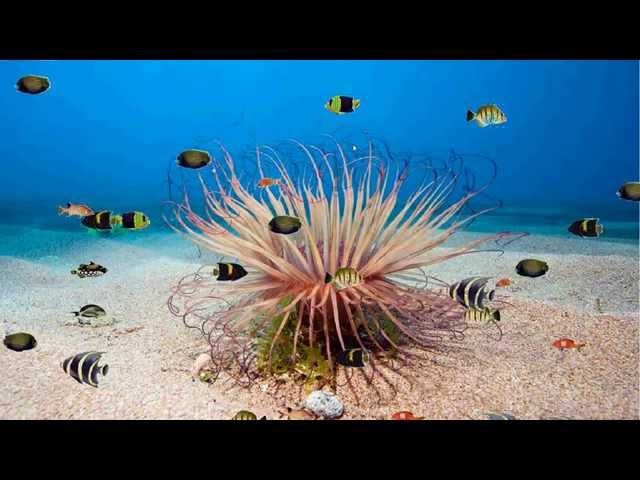 Aquarium animation in java