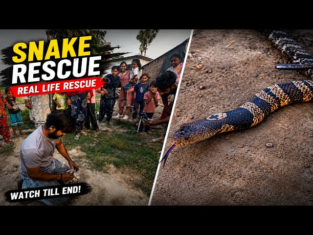 India's Most Venomous Snake 🐍 / Monocled Cobra