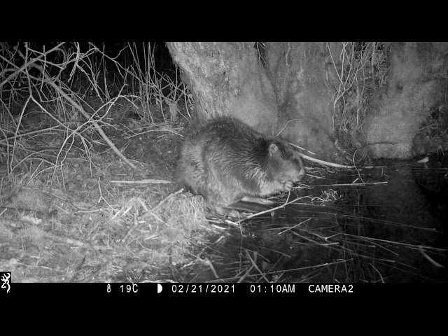 Dorset beaver eating small branches & shoots at night