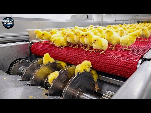 Inside the Massive Egg Hatching Factory: And other Industrial Processes