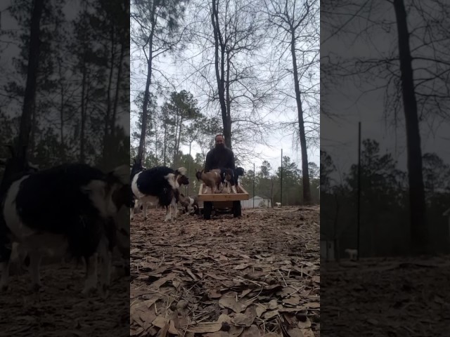 baby goats ride in the hay wagon