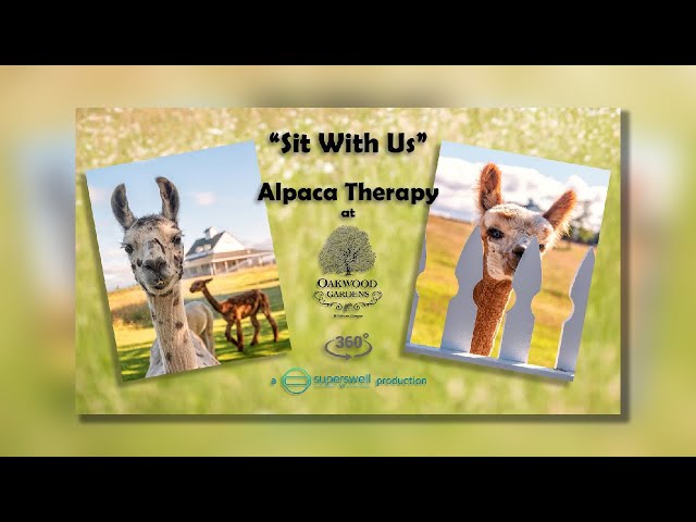 Alpaca Therapy at Oakwood Gardens in Virtual Reality - The Greatest 360 Video in the History of Life