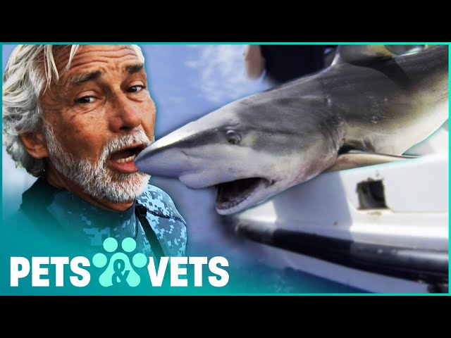 Releasing A Captured Galapagos Shark Back Into The Wild | Ocean Vet