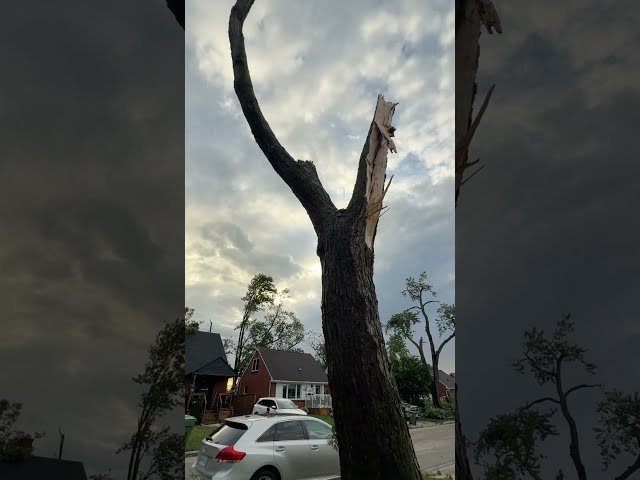 This is what 1 Windsor neighbourhood looked like after Thursday's tornado