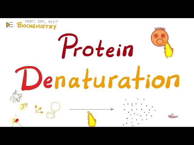 Denaturation of Proteins - How Enzymes get Destroyed!  - Biochemistry Playlist 🧪