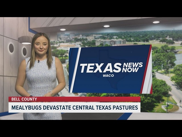 Mealybugs devastate Central Texas pastures | Texas News Now