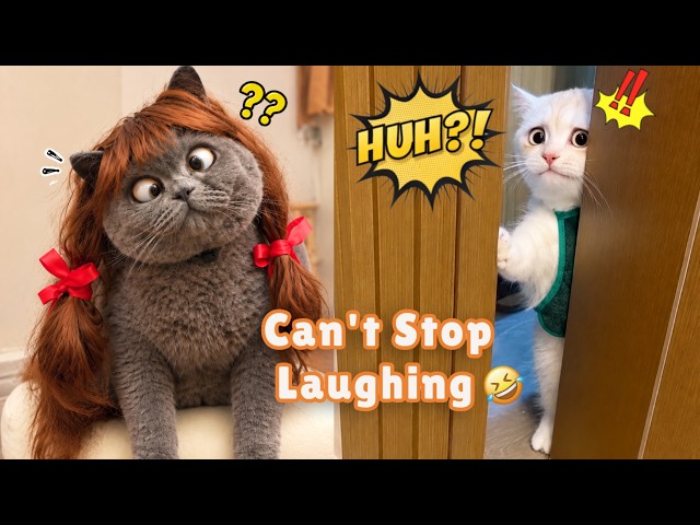 Side-Splitting Cat Reactions and Goofiness 🤣 Pet Laughs🐾