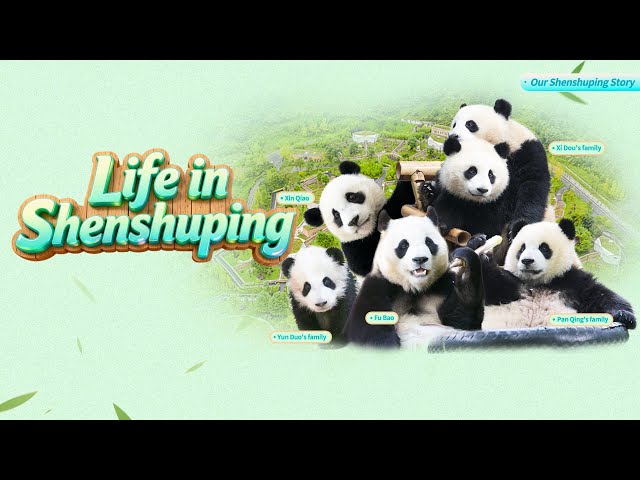 Broadcast: Pandas’ Life In Shenshuping | iPanda