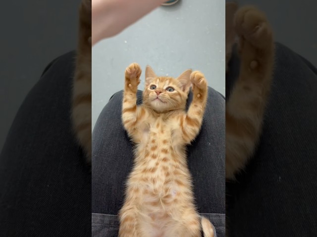 Blessing your feed with this adorable video 🥹🐈 visit Java Whiskers Cat Café! Link in bio to book