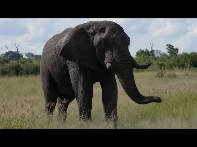 2024 Cinematographer Showreel