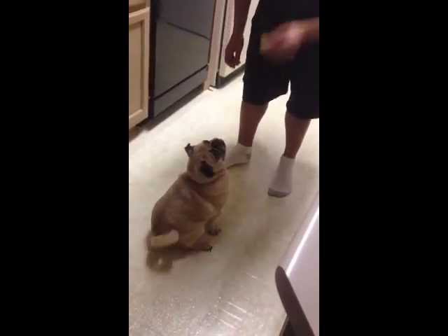 Pug vs lemon