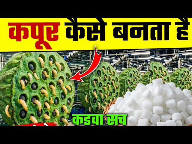 कपूर फैक्ट्री में कैसे बनता है? 😱 | कपूर बनाने का पूरा Process | Camphor Manufacturing Process 