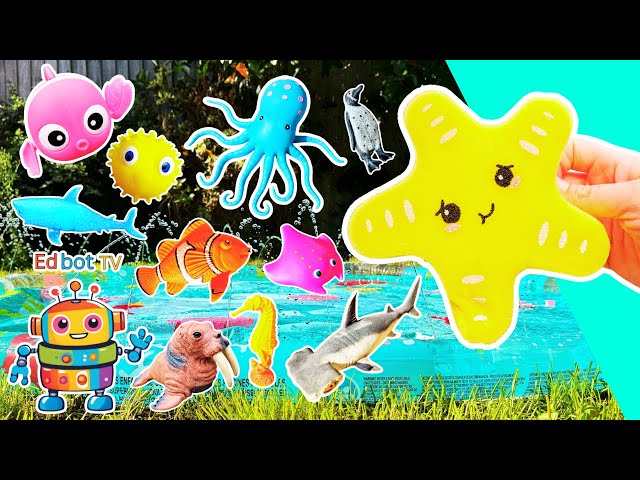 Fun Toys | Sea Animal Names for Kids to Learn at the Splash Pad: Starfish Penguin Clownfish