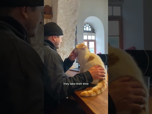 How travel made us cat people