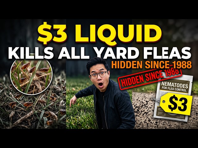 $3 Liquid DESTROYS ALL Fleas in Your Yard FOREVER. One Treatment. Pest Companies PANICKED Since 1988